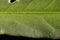 Redshank Persicaria maculosa. Leaf Detail Closeup