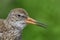 Redshank Portrait