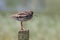 Redshank resting on a post
