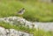 Redshank with Ringed Plover