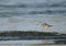 Redshank searching food