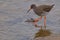 Redshank at the seaside of Scalby Mills, Scarborough.