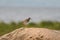 Redshank sitting on a rock in its natural breeding habitat, with soft, natural green and blue background