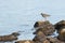 Redshank standing on a rock in the water looking o