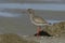 Redshank, Tringa totanus