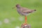 Redshank (Tringa totanus).