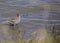 Redshank (Tringa totanus)