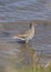 Redshank (Tringa totanus)