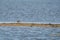 Redshank, Tringa totanus, walks on a sandbar. The bird is looking for food in the sand