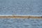 Redshank, Tringa totanus, walks on a sandbar. The bird is looking for food in the sand