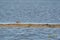 Redshank, Tringa totanus, walks on a sandbar. The bird is looking for food in the sand