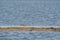 Redshank, Tringa totanus, walks on a sandbar. The bird is looking for food in the sand