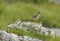 Redshank with two Ringed Plovers