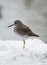 Redshanks