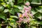 Redspot Sawtooth butterfly on pink flowers