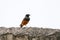 Redstart