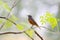 Redstart