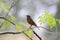 Redstart