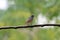 Redstart