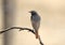 Redstart