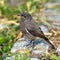 Redstart bird