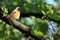 Redstart bird