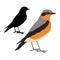 Redstart bird vector illustration flat style black silhouette