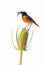 Redstart on Dipsacus