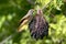 Redstart sits on a large bundle of elderberry berries