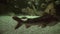 Redtail catfish in freshwater aquarium stock footage video