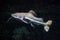 Redtail catfish Phractocephalus hemioliopterus.