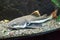Redtail catfish Phractocephalus hemioliopterus