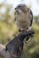 Redtail Hawk