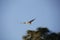 Redtail hawk landing