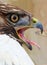 Redtail Hawk Screams Beak Mouth Open Tongue Out