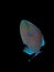 Redtooth triggerfish Odonus niger