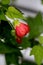 Redvein Abutilon, Red Vein Indian Mallow, Redvein Flowering Maple