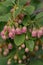 Redvein Enkianthus campanulatus, bell-shaped pending creamy-pink flowers