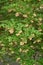 Redvein enkianthus ( Enkianthus campanulatus ) flowers.