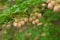 Redvein enkianthus ( Enkianthus campanulatus ) flowers.