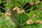 Redvein enkianthus ( Enkianthus campanulatus ) flowers.