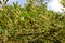 a redvein enkianthus shrubs. It is us as an ornametal plan