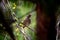 Redwing bird hides in the branches of a coniferous forest in the forest