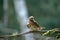 Redwing bird perched on a branch of a tree in a Wildlife Park in Germany