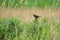 Redwing bird (Turdus iliacus) sitting on a plant in a meadow