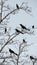 Redwing Black Birds - Silhouette