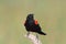 Redwing Blackbird