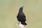 Redwing Blackbird