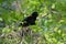 Redwing Blackbird Calling In Upland Forest