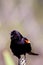Redwing Blackbird on Cattail  5854